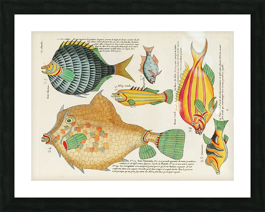 Colourful and surreal illustrations of fishes found in Moluccas Indonesia and the East Indies by Louis Renard 1678 -1746 from Histoire naturelle des plus rares curiositez de la mer des Indes 1754. Picture Frame print