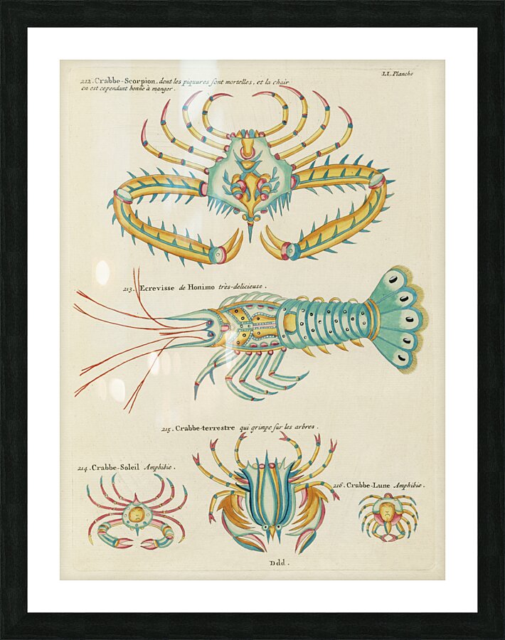 Colourful and surreal illustrations of fishes and  found in the Indian and Pacific Oceans by Louis Renard 1678 -1746 from Histoire naturelle des plus rares curiositez de la mer des Indes 1754. Picture Frame print
