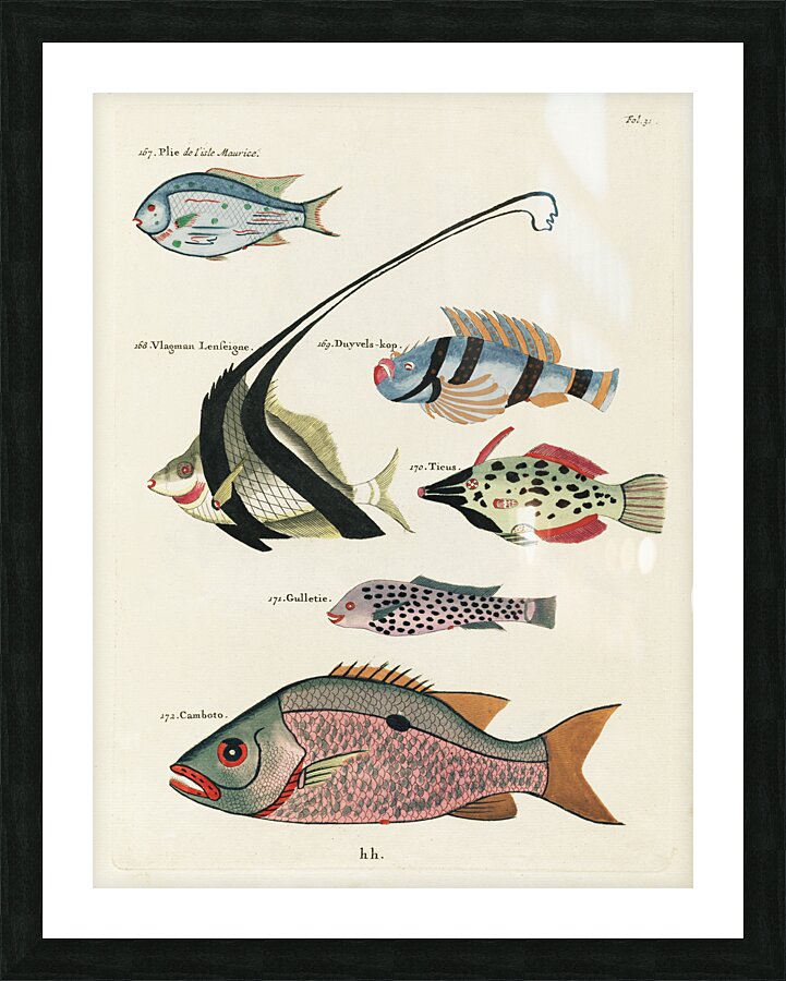 Colourful and surreal illustrations of fishes found in Moluccas Indonesia and the East Indies by Louis Renard 1678 -1746 from Histoire naturelle des plus rares curiositez de la mer des Indes 1754. Picture Frame print