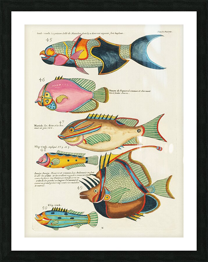 Colourful and surreal illustrations of fishes found in Moluccas Indonesia and the East Indies by Louis Renard 1678 -1746 from Histoire naturelle des plus rares curiositez de la mer des Indes 1754. Picture Frame print