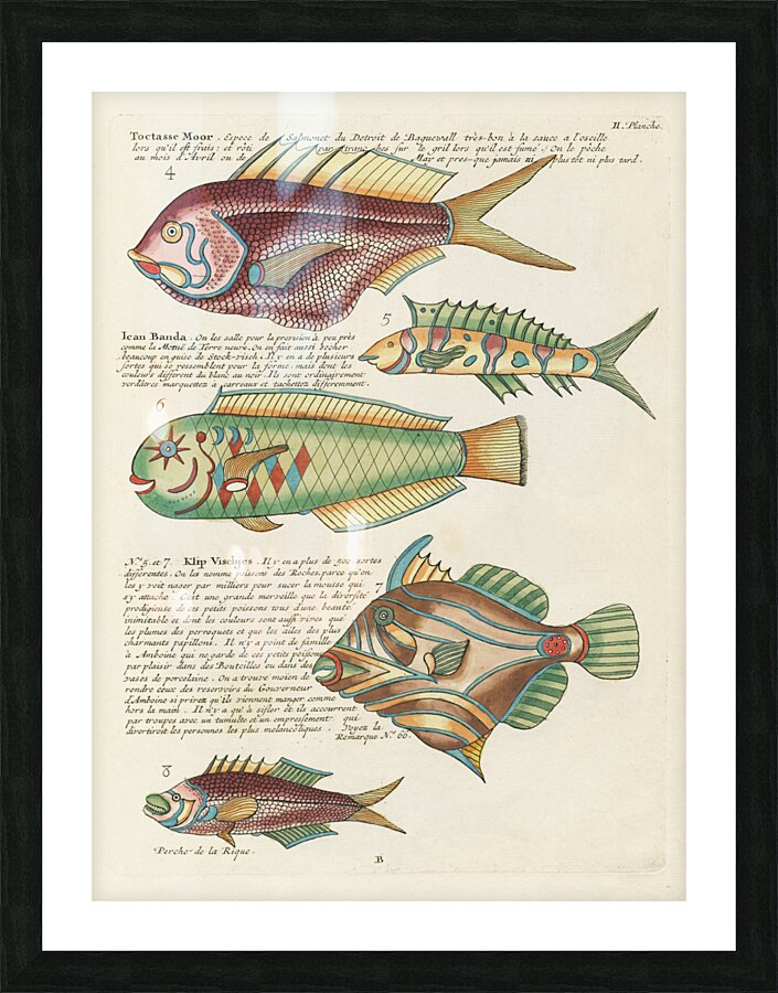 Colourful and surreal illustrations of fishes found in Moluccas Indonesia and the East Indies by Louis Renard 1678 -1746 from Histoire naturelle des plus rares curiositez de la mer des Indes 1754. Picture Frame print