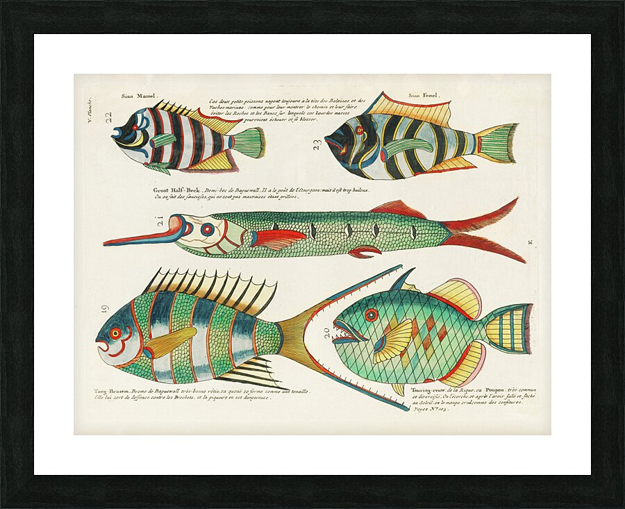 Colourful and surreal illustrations of fishes found in Moluccas Indonesia and the East Indies by Louis Renard 1678 -1746 from Histoire naturelle des plus rares curiositez de la mer des Indes 1754. Picture Frame print