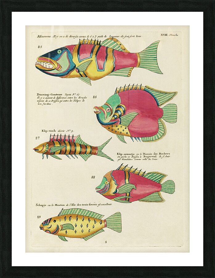 Colourful and surreal illustrations of fishes found in Moluccas Indonesia and the East Indies by Louis Renard 1678 -1746 from Histoire naturelle des plus rares curiositez de la mer des Indes 1754. Picture Frame print