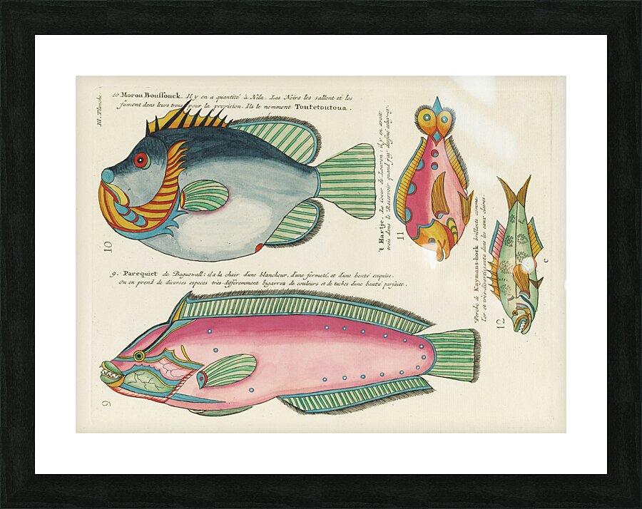 Colourful and surreal illustrations of fishes found in Moluccas Indonesia and the East Indies by Louis Renard 1678 -1746 from Histoire naturelle des plus rares curiositez de la mer des Indes 1754. Impression et Cadre photo