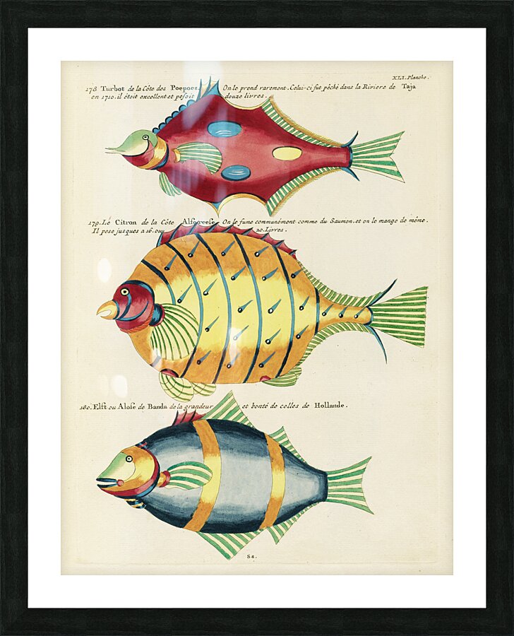 Colourful and surreal illustrations of fishes found in Moluccas Indonesia and the East Indies by Louis Renard 1678 -1746 from Histoire naturelle des plus rares curiositez de la mer des Indes 1754. Picture Frame print