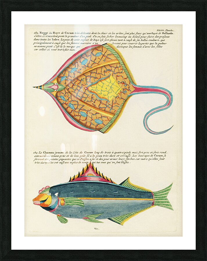 Colourful and surreal illustrations of fishes found in Moluccas Indonesia and the East Indies by Louis Renard 1678 -1746 from Histoire naturelle des plus rares curiositez de la mer des Indes 1754. Picture Frame print