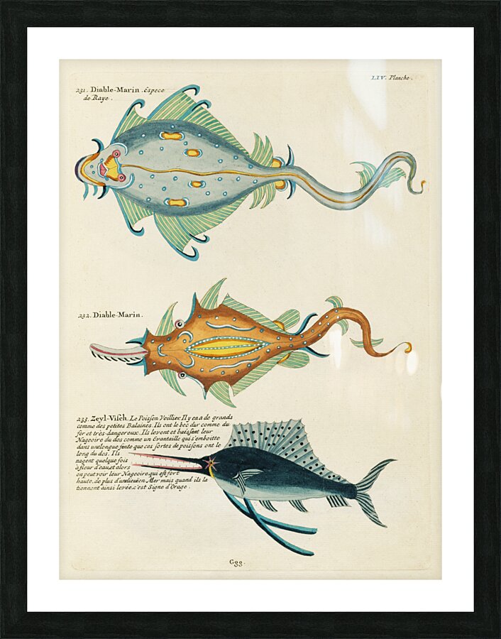 Colourful and surreal illustrations of fishes found in Moluccas Indonesia and the East Indies by Louis Renard 1678 -1746 from Histoire naturelle des plus rares curiositez de la mer des Indes 1754. Picture Frame print