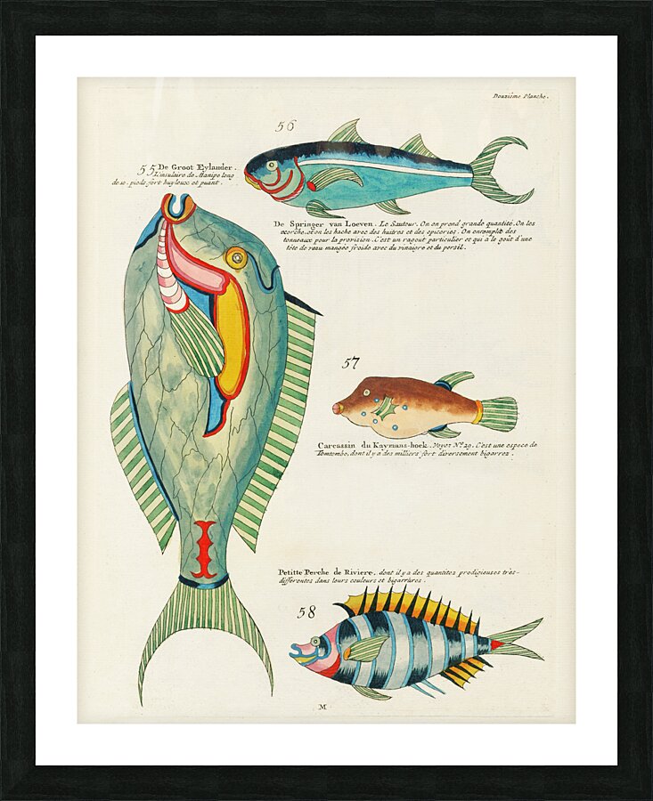 Colourful and surreal illustrations of fishes found in Moluccas Indonesia and the East Indies by Louis Renard 1678 -1746 from Histoire naturelle des plus rares curiositez de la mer des Indes 1754. Picture Frame print