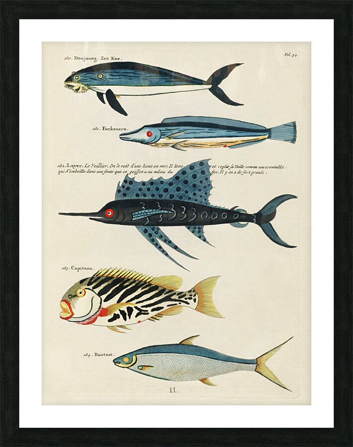 Colourful and surreal illustrations of fishes found in Moluccas Indonesia and the East Indies by Louis Renard 1678 -1746 from Histoire naturelle des plus rares curiositez de la mer des Indes 1754. Picture Frame print