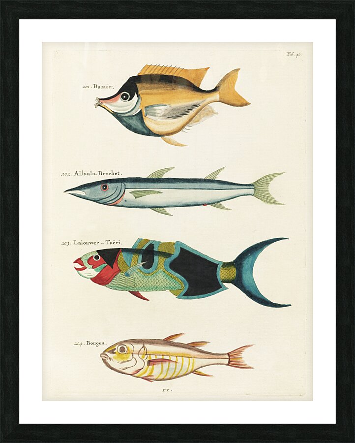 Colourful and surreal illustrations of fishes found in Moluccas Indonesia and the East Indies by Louis Renard 1678 -1746 from Histoire naturelle des plus rares curiositez de la mer des Indes 1754. Picture Frame print