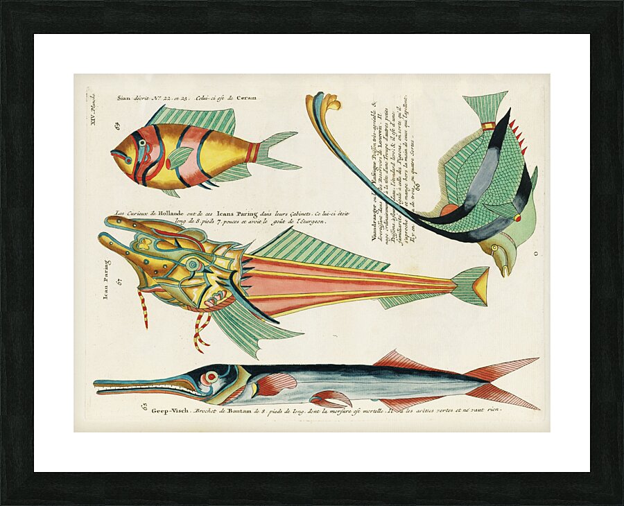 Colourful and surreal illustrations of fishes found in Moluccas Indonesia and the East Indies by Louis Renard 1678 -1746 from Histoire naturelle des plus rares curiositez de la mer des Indes 1754. Picture Frame print