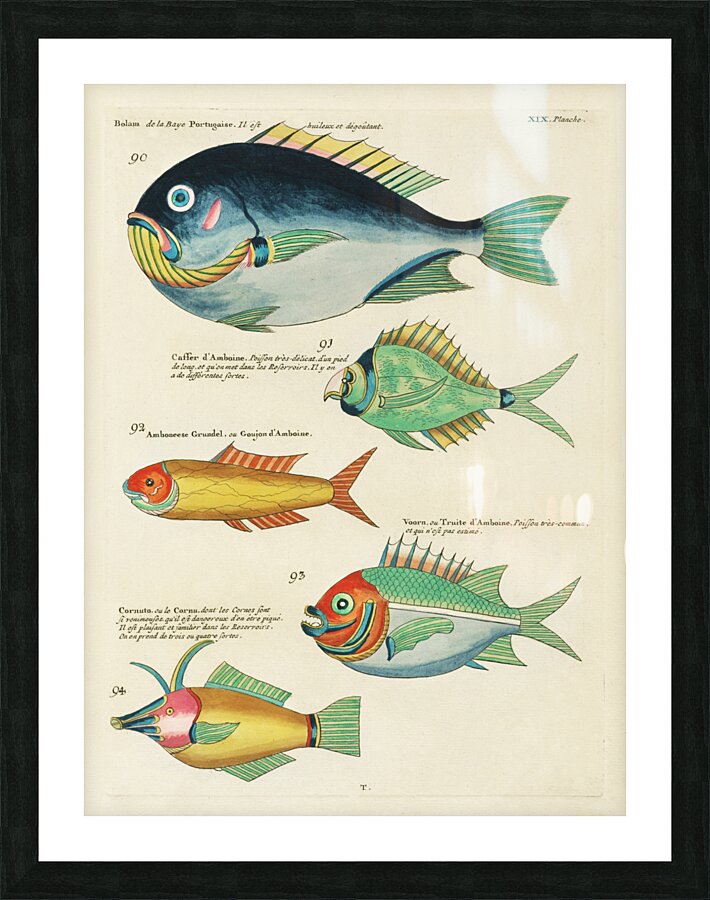 Colourful and surreal illustrations of fishes found in Moluccas Indonesia and the East Indies by Louis Renard 1678 -1746 from Histoire naturelle des plus rares curiositez de la mer des Indes 1754. Picture Frame print