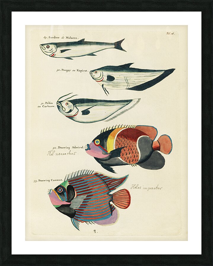 Colourful and surreal illustrations of fishes found in Moluccas Indonesia and the East Indies by Louis Renard 1678 -1746 from Histoire naturelle des plus rares curiositez de la mer des Indes 1754. Picture Frame print