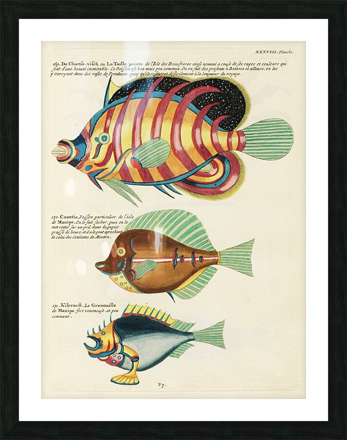 Colourful and surreal illustrations of fishes found in Moluccas Indonesia and the East Indies by Louis Renard 1678 -1746 from Histoire naturelle des plus rares curiositez de la mer des Indes 1754. Impression et Cadre photo