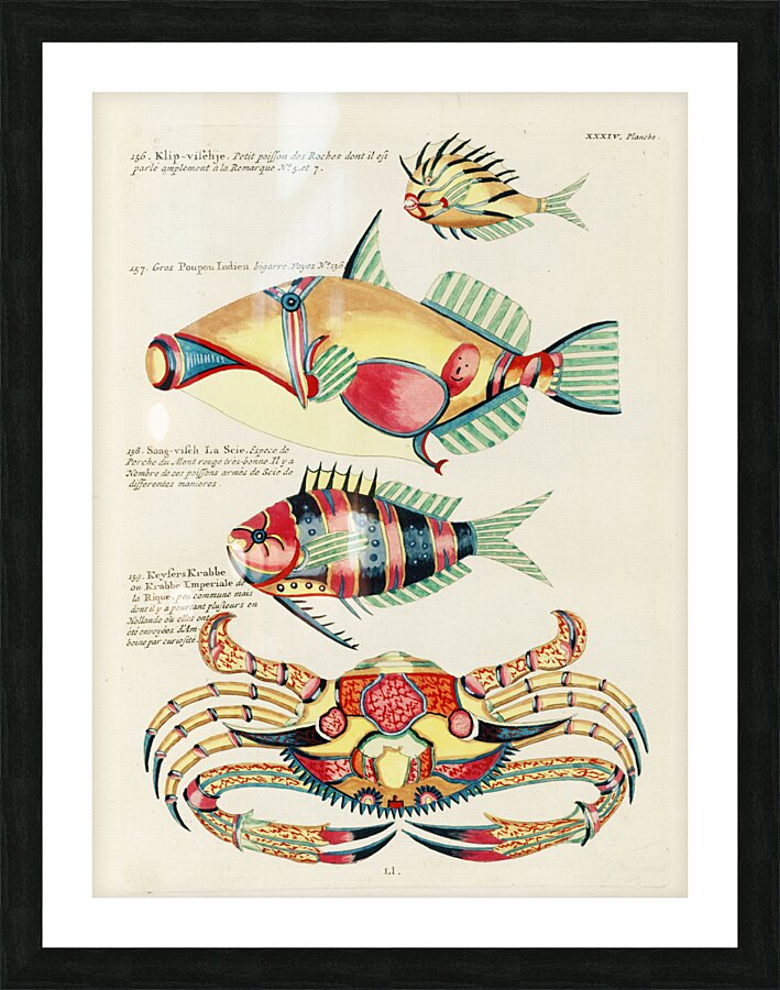 Colourful and surreal illustrations of fishes and crab found in the Indian and Pacific Oceans by Louis Renard 1678 -1746 from Histoire naturelle des plus rares curiositez de la mer des Indes 1754. Picture Frame print