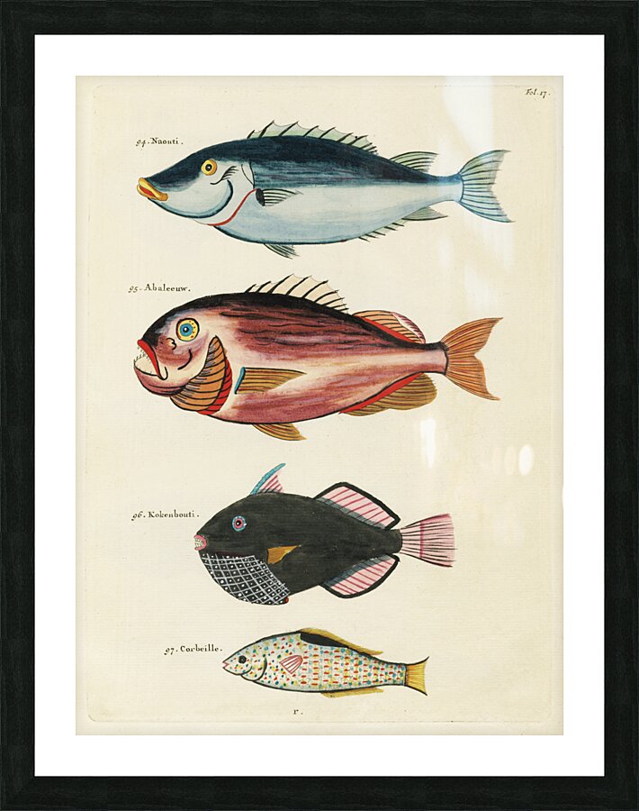 Colourful and surreal illustrations of fishes found in Moluccas Indonesia and the East Indies by Louis Renard 1678 -1746 from Histoire naturelle des plus rares curiositez de la mer des Indes 1754. Picture Frame print