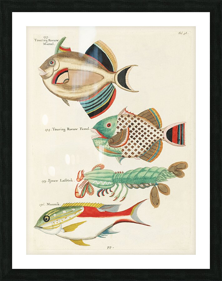 Colourful and surreal illustrations of fishes found in Moluccas Indonesia and the East Indies by Louis Renard 1678 -1746 from Histoire naturelle des plus rares curiositez de la mer des Indes 1754. Picture Frame print