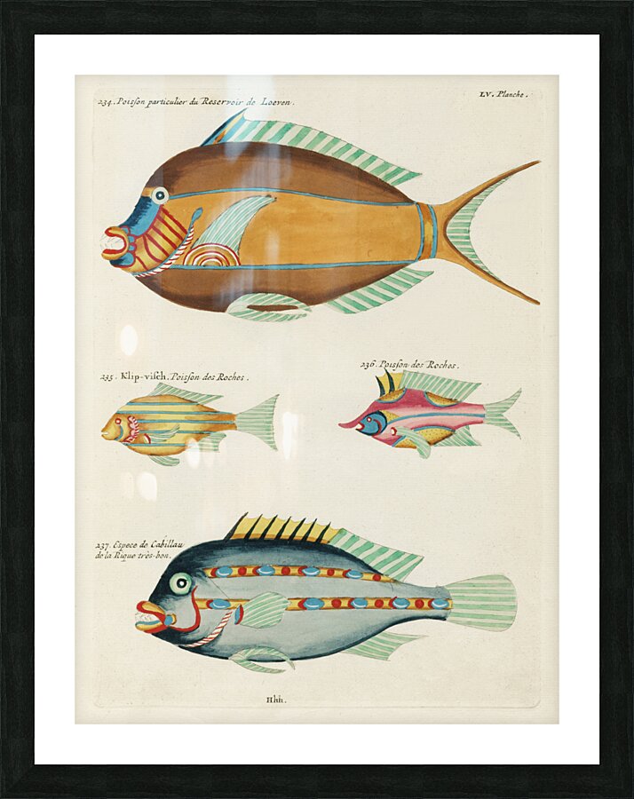 Colourful and surreal illustrations of fishes found in Moluccas Indonesia and the East Indies by Louis Renard 1678 -1746 from Histoire naturelle des plus rares curiositez de la mer des Indes 1754. Picture Frame print