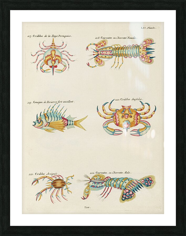 Colourful and surreal illustrations of crabs and lobster found in Moluccas Indonesia and the East Indies by Louis Renard 1678 -1746 from Histoire naturelle des plus rares curiositez de la mer des Indes 1754. Picture Frame print