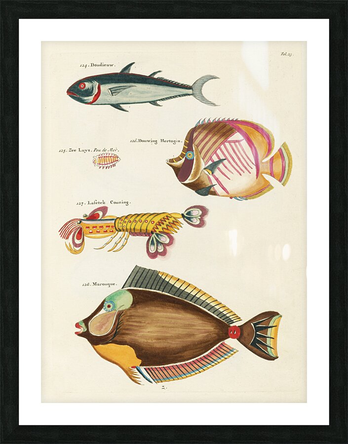 Colourful and surreal illustrations of fishes and lobster found in Moluccas Indonesia and the East Indies by Louis Renard 1678 -1746 from Histoire naturelle des plus rares curiositez de la mer des Indes 1754. Picture Frame print