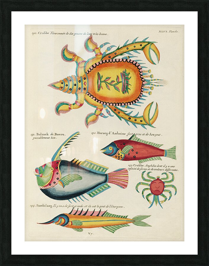 Colourful and surreal illustrations of fishes and lobster found in Moluccas Indonesia and the East Indies by Louis Renard 1678 -1746 from Histoire naturelle des plus rares curiositez de la mer des Indes 1754. Picture Frame print