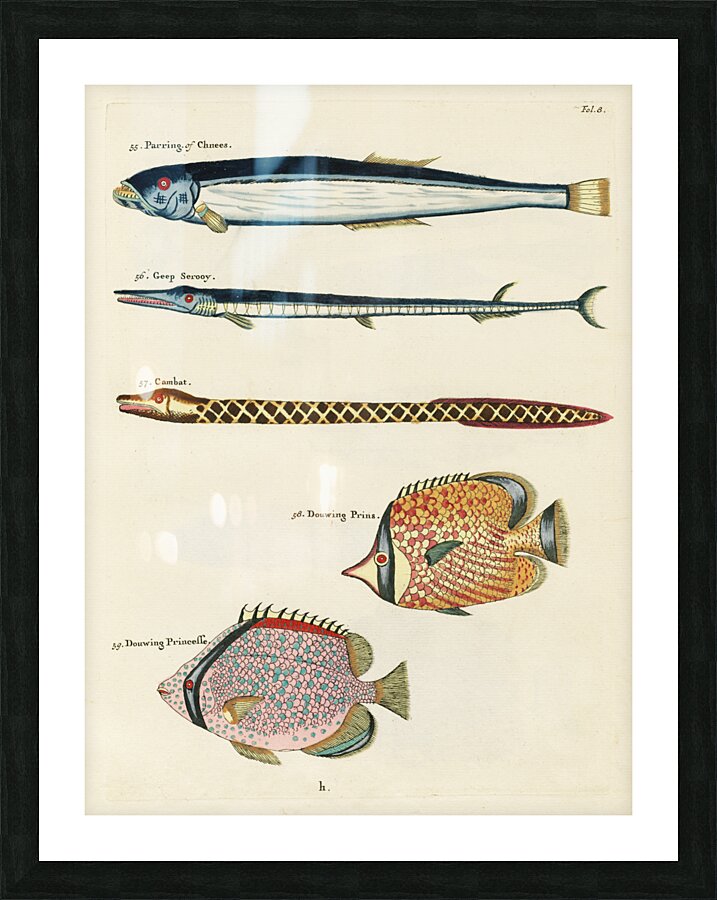 Colourful and surreal illustrations of fishes found in Moluccas Indonesia and the East Indies by Louis Renard 1678 -1746 from Histoire naturelle des plus rares curiositez de la mer des Indes 1754. Picture Frame print