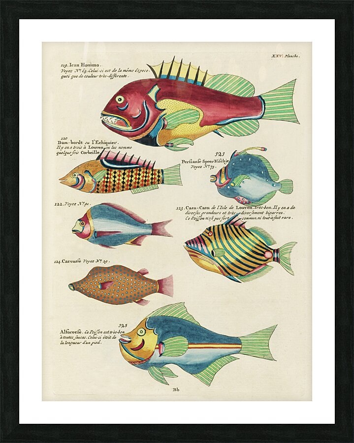 Colourful and surreal illustrations of fishes found in Moluccas Indonesia and the East Indies by Louis Renard 1678 -1746 from Histoire naturelle des plus rares curiositez de la mer des Indes 1754. Picture Frame print