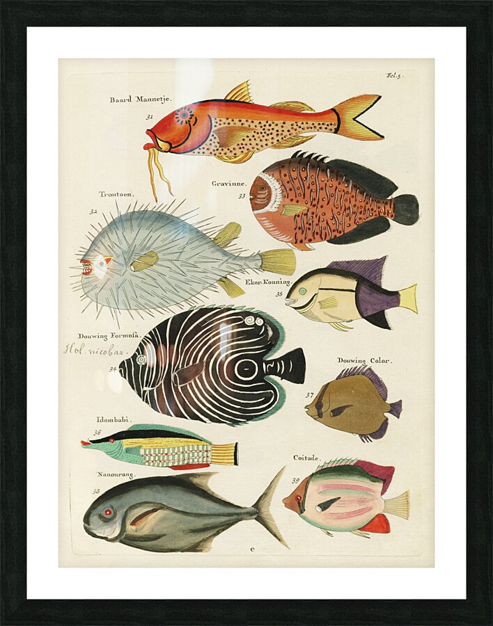 Colourful and surreal illustrations of fishes found in Moluccas Indonesia and the East Indies by Louis Renard 1678 -1746 from Histoire naturelle des plus rares curiositez de la mer des Indes 1754. Picture Frame print