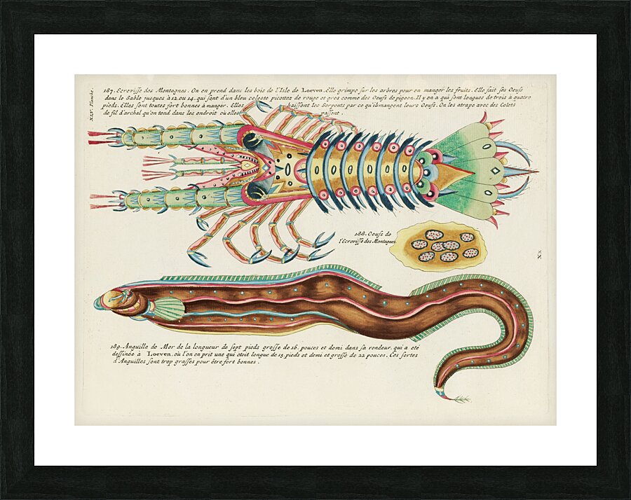 Colourful and surreal illustrations of fish and lobster found in Moluccas Indonesia and the East Indies by Louis Renard 1678 -1746 from Histoire naturelle des plus rares curiositez de la mer des Indes 1754. Picture Frame print
