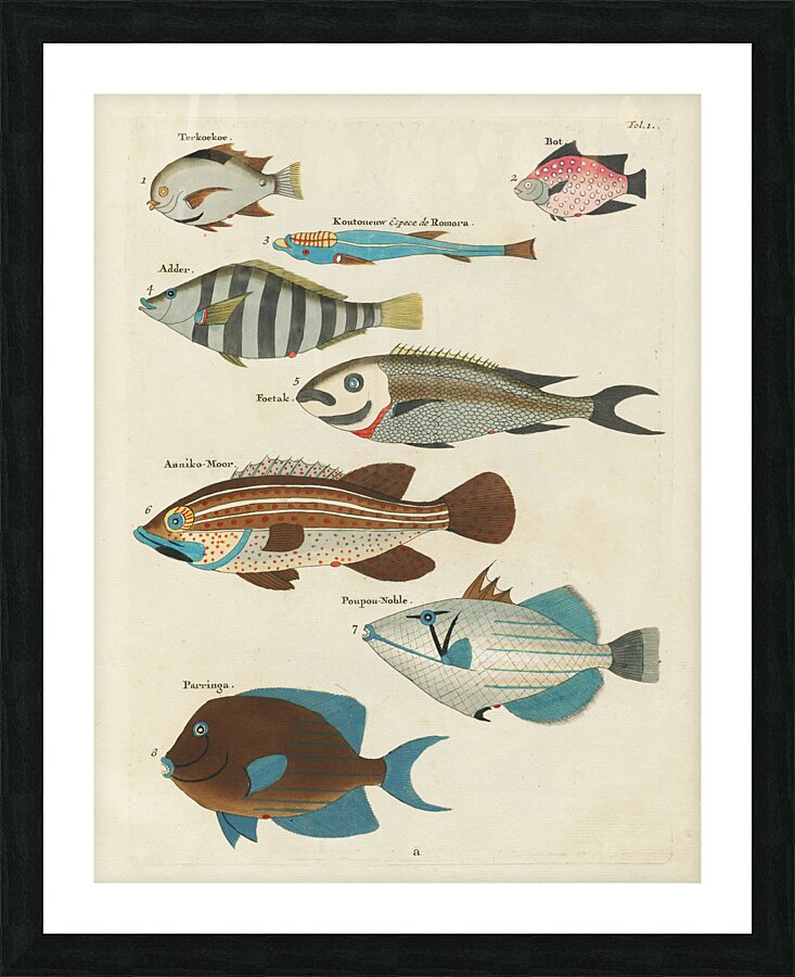 Colourful and surreal illustrations of fishes found in Moluccas Indonesia and the East Indies by Louis Renard 1678 -1746 from Histoire naturelle des plus rares curiositez de la mer des Indes 1754. Picture Frame print