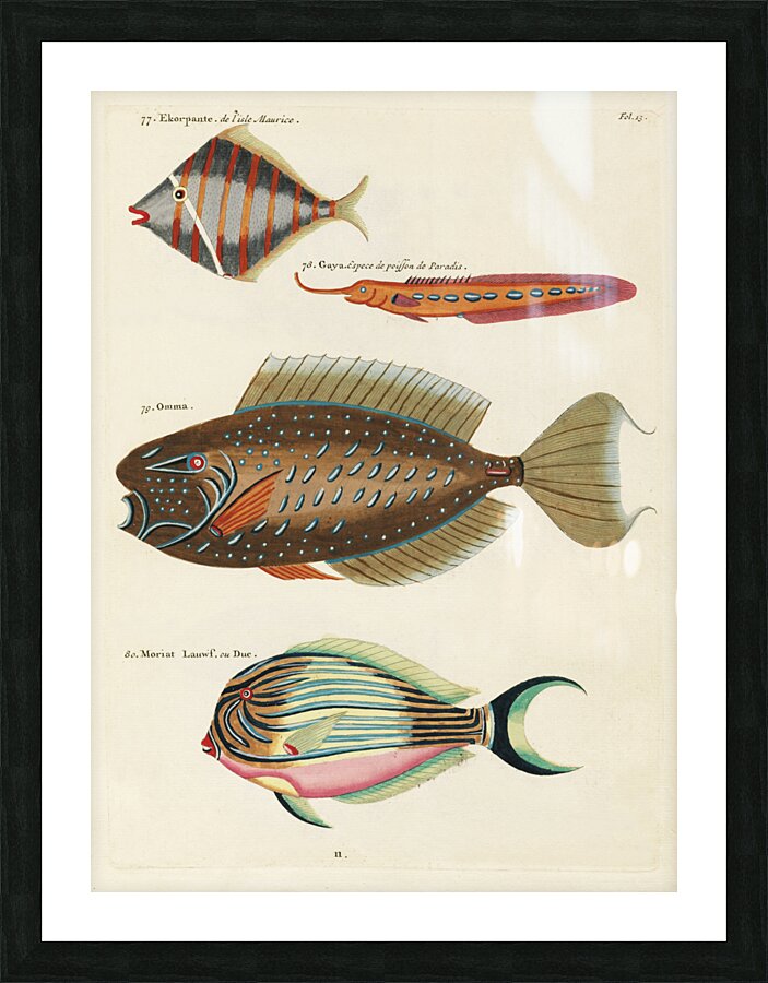 Colourful and surreal illustrations of fishes found in Moluccas Indonesia and the East Indies by Louis Renard 1678 -1746 from Histoire naturelle des plus rares curiositez de la mer des Indes 1754. Picture Frame print