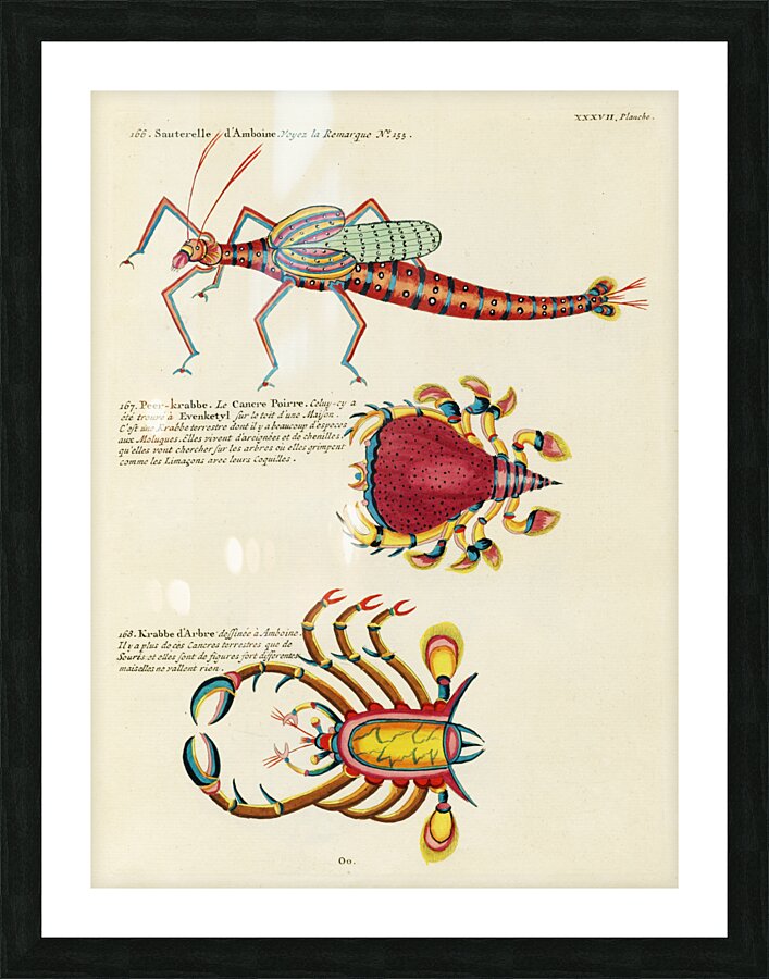 Colourful and surreal illustrations of fishes and crabs found in Moluccas Indonesia and the East Indies by Louis Renard 1678 -1746 from Histoire naturelle des plus rares curiositez de la mer des Indes 1754. Picture Frame print