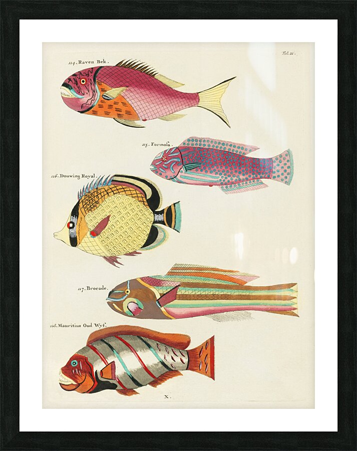Colourful and surreal illustrations of fishes found in Moluccas Indonesia and the East Indies by Louis Renard 1678 -1746 from Histoire naturelle des plus rares curiositez de la mer des Indes 1754. Picture Frame print