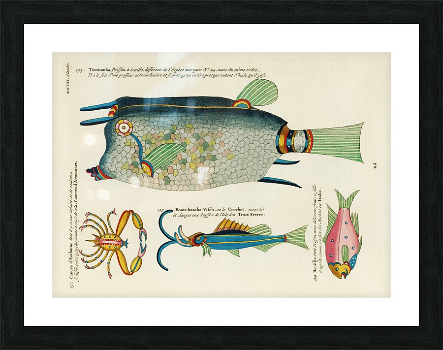Colourful and surreal illustrations of fishes and crab found in Moluccas Indonesia and the East Indies by Louis Renard 1678 -1746 from Histoire naturelle des plus rares curiositez de la mer des Indes 1754. Picture Frame print