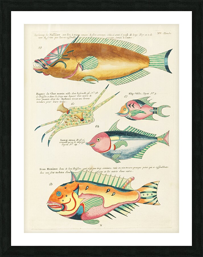 Colourful and surreal illustrations of fishes found in Moluccas Indonesia and the East Indies by Louis Renard 1678 -1746 from Histoire naturelle des plus rares curiositez de la mer des Indes 1754. Impression et Cadre photo