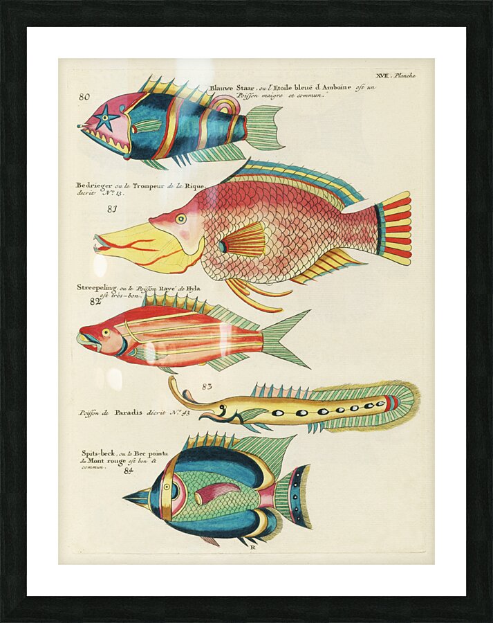 Colourful and surreal illustrations of fishes found in Moluccas Indonesia and the East Indies by Louis Renard 1678 -1746 from Histoire naturelle des plus rares curiositez de la mer des Indes 1754. Picture Frame print