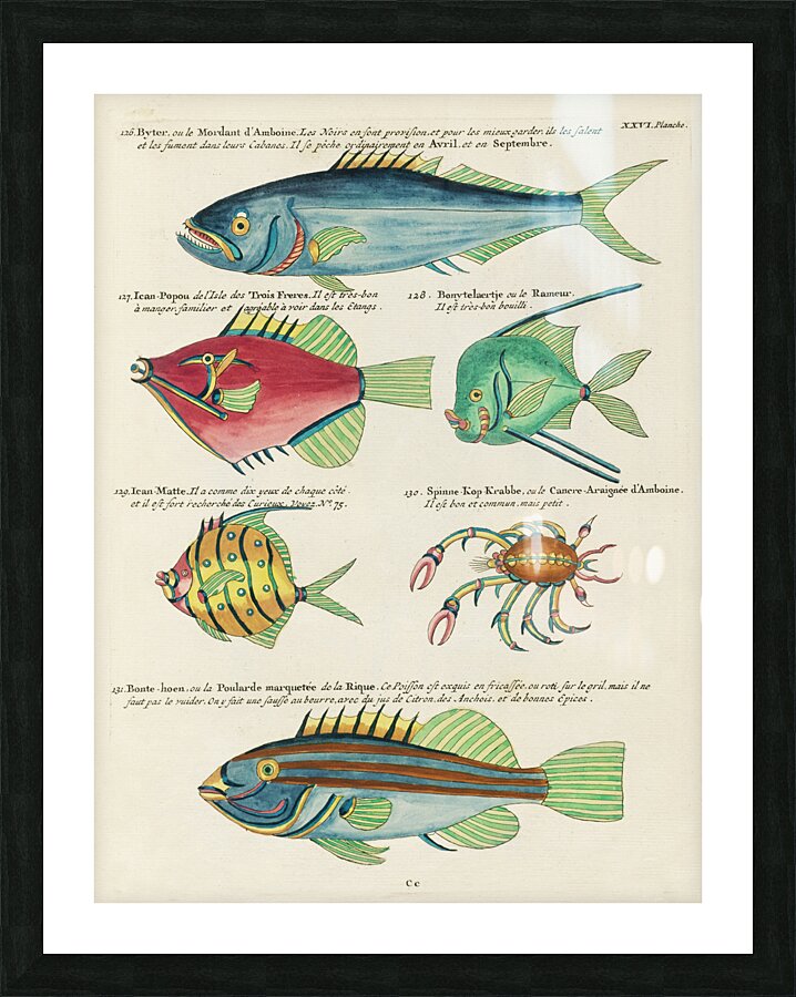 Colourful and surreal illustrations of fishes found in Moluccas Indonesia and the East Indies by Louis Renard 1678 -1746 from Histoire naturelle des plus rares curiositez de la mer des Indes 1754. Impression et Cadre photo