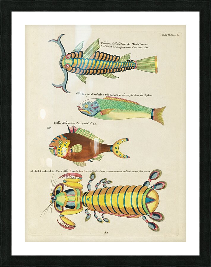 Colourful and surreal illustrations of fishes and other marine life found in Moluccas Indonesia and the East Indies by Louis Renard 1678 -1746 from Histoire naturelle des plus rares curiositez de la mer des Indes 1754. Picture Frame print