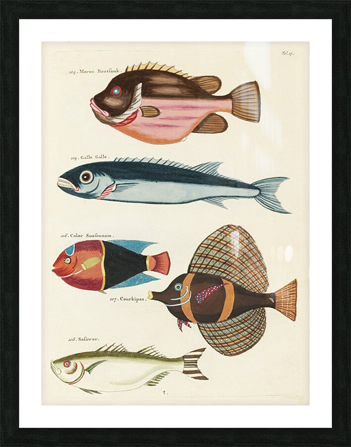 Colourful and surreal illustrations of fishes found in Moluccas Indonesia and the East Indies by Louis Renard 1678 -1746 from Histoire naturelle des plus rares curiositez de la mer des Indes 1754. Impression et Cadre photo
