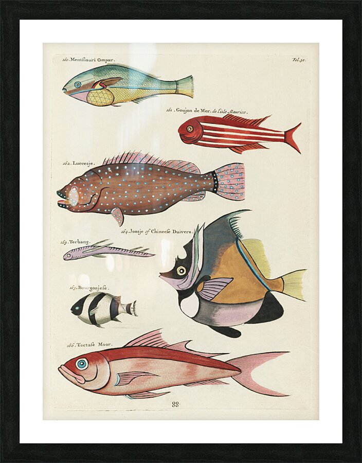 Colourful and surreal illustrations of fishes found in Moluccas Indonesia and the East Indies by Louis Renard 1678 -1746 from Histoire naturelle des plus rares curiositez de la mer des Indes 1754. Picture Frame print