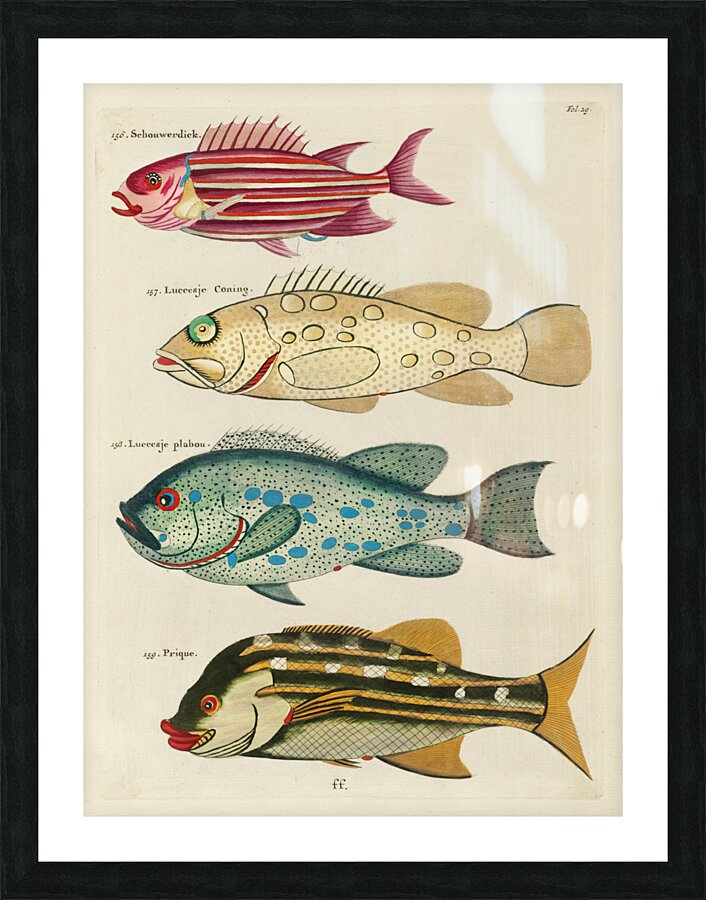 Colourful and surreal illustrations of fishes found in Moluccas Indonesia and the East Indies by Louis Renard 1678 -1746 from Histoire naturelle des plus rares curiositez de la mer des Indes 1754. Picture Frame print