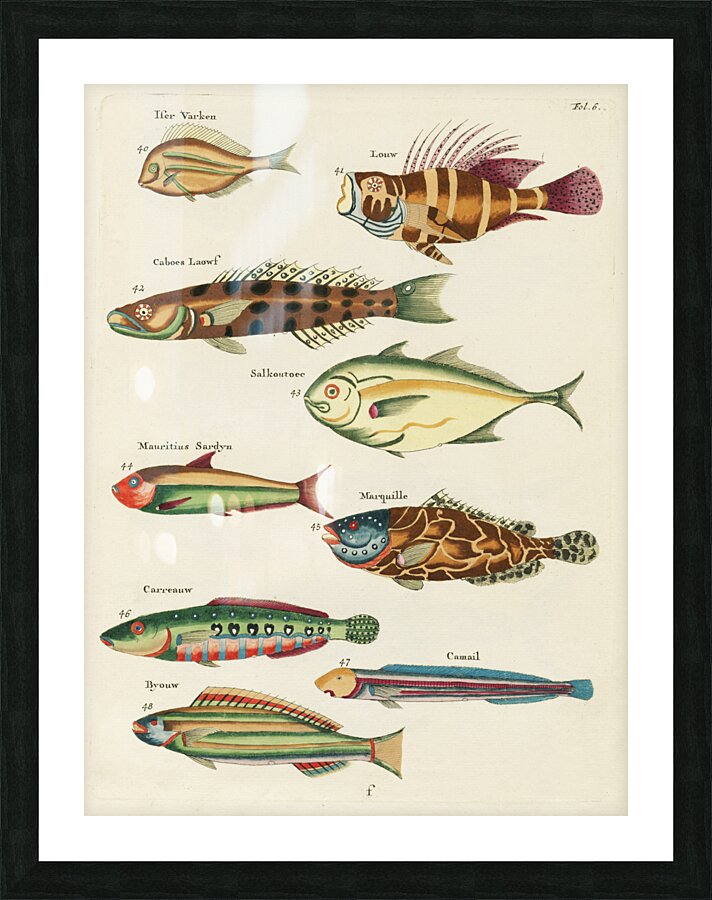 Colourful and surreal illustrations of fishes found in Moluccas Indonesia and the East Indies by Louis Renard 1678 -1746 from Histoire naturelle des plus rares curiositez de la mer des Indes 1754. Picture Frame print