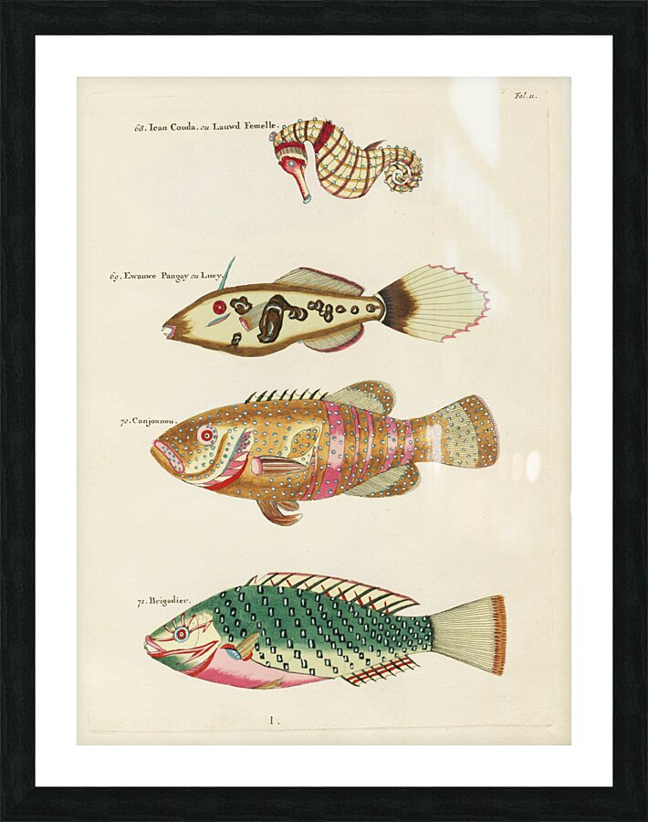 Colourful and surreal illustrations of fishes and sea horse found in Moluccas Indonesia and the East Indies by Louis Renard 1678 -1746 from Histoire naturelle des plus rares curiositez de la mer des Indes 1754. Impression et Cadre photo