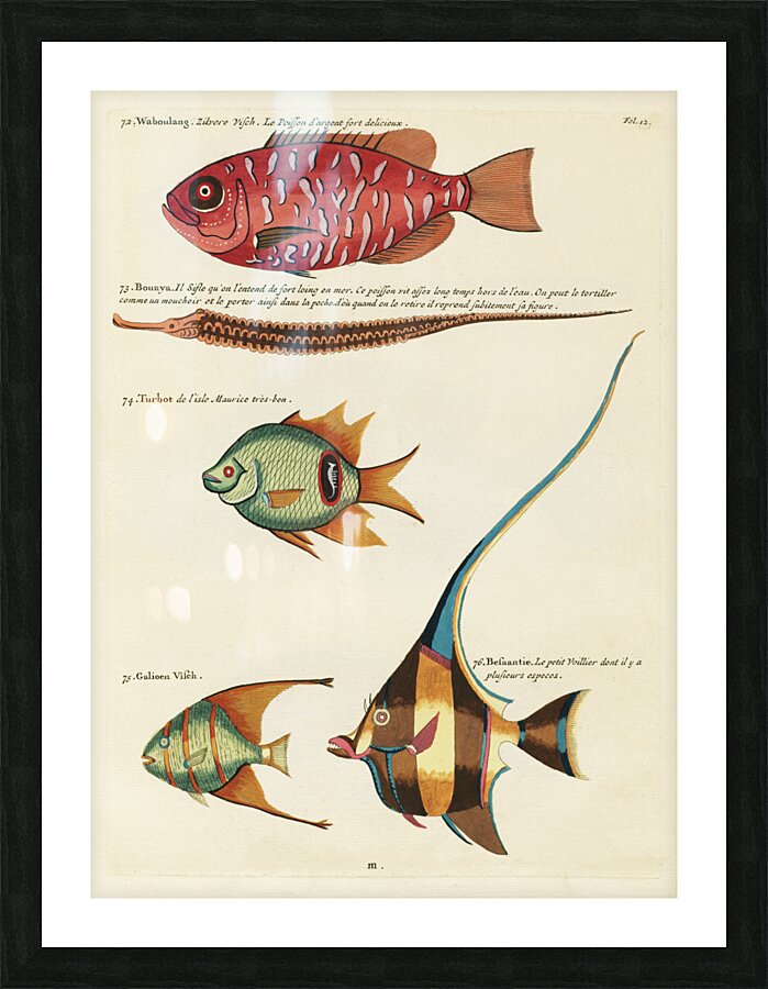 Colourful and surreal illustrations of fishes found in Moluccas Indonesia and the East Indies by Louis Renard 1678 -1746 from Histoire naturelle des plus rares curiositez de la mer des Indes 1754. Picture Frame print