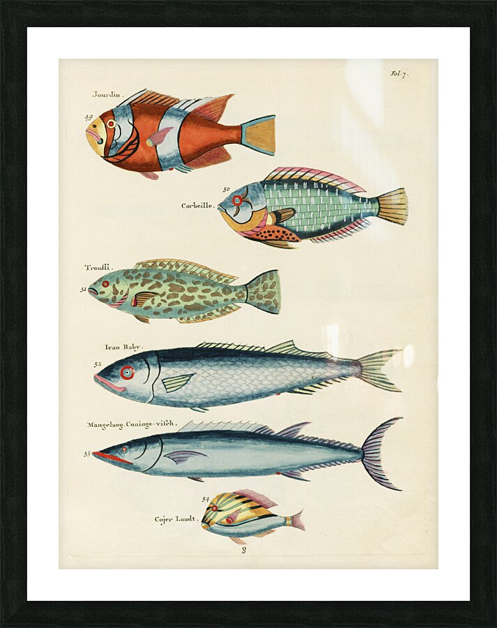 Colourful and surreal illustrations of fishes found in Moluccas Indonesia and the East Indies by Louis Renard 1678 -1746 from Histoire naturelle des plus rares curiositez de la mer des Indes 1754. Picture Frame print