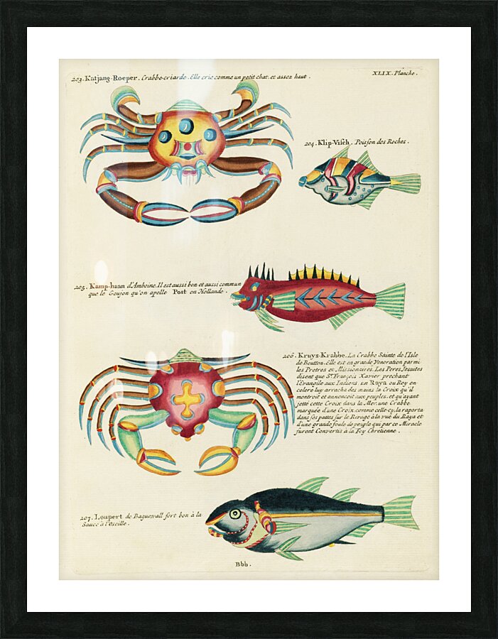 Colourful and surreal illustrations of fishes and crabs found in Moluccas Indonesia and the East Indies by Louis Renard 1678 -1746 from Histoire naturelle des plus rares curiositez de la mer des Indes 1754. Picture Frame print