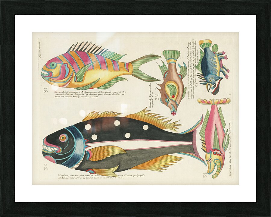 Colourful and surreal illustrations of fishes found in Moluccas Indonesia and the East Indies by Louis Renard 1678 -1746 from Histoire naturelle des plus rares curiositez de la mer des Indes 1754. Picture Frame print