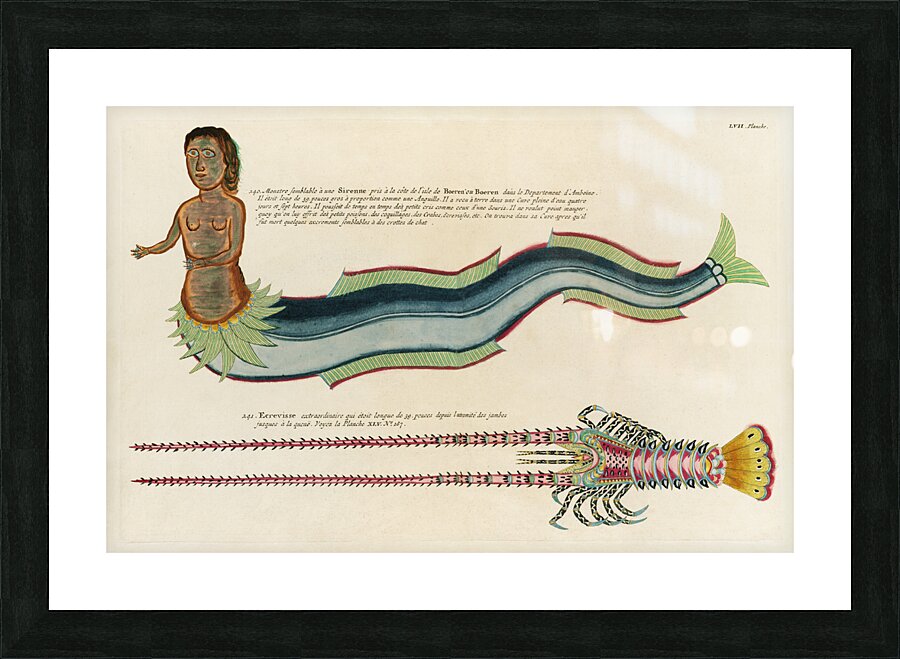 Illustrations of a siren and lobster found in the Moluccas Indonesia and the East Indies by Louis Renard 1678 -1746 from Histoire naturelle des plus rares curiositez de la mer des Indes 1754. Picture Frame print