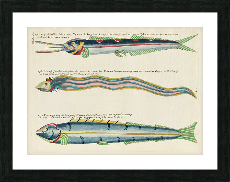 Illustrations of a siren and lobster found in the Moluccas Indonesia and the East Indies by Louis Renard 1678 -1746 from Histoire naturelle des plus rares curiositez de la mer des Indes 1754. Picture Frame print