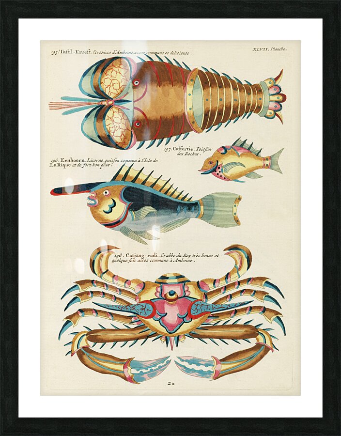 Colourful and surreal illustrations of fishes lobster and crab found in the Indian and Pacific Oceans by Louis Renard 1678 -1746 from Histoire naturelle des plus rares curiositez de la mer des Indes 1754. Picture Frame print